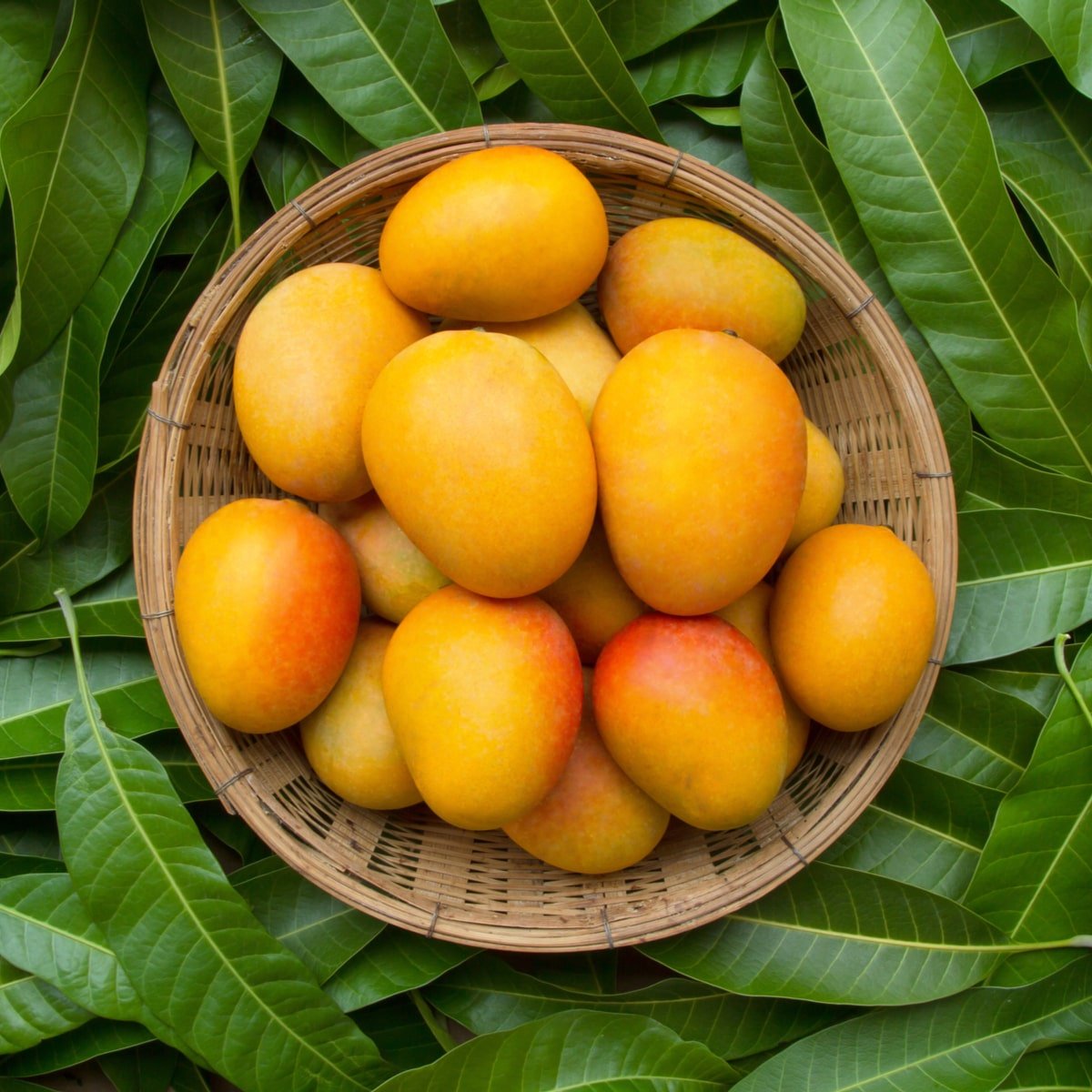 international mango day